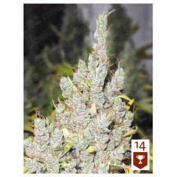 Bolsa lavadora medicalnet 20 litros medical seed - ABC Algarve Grow Shop